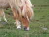 horsehair