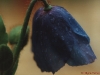 poppy