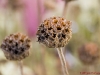 dflower